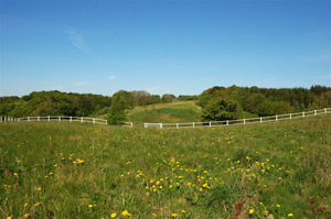 Hestemark